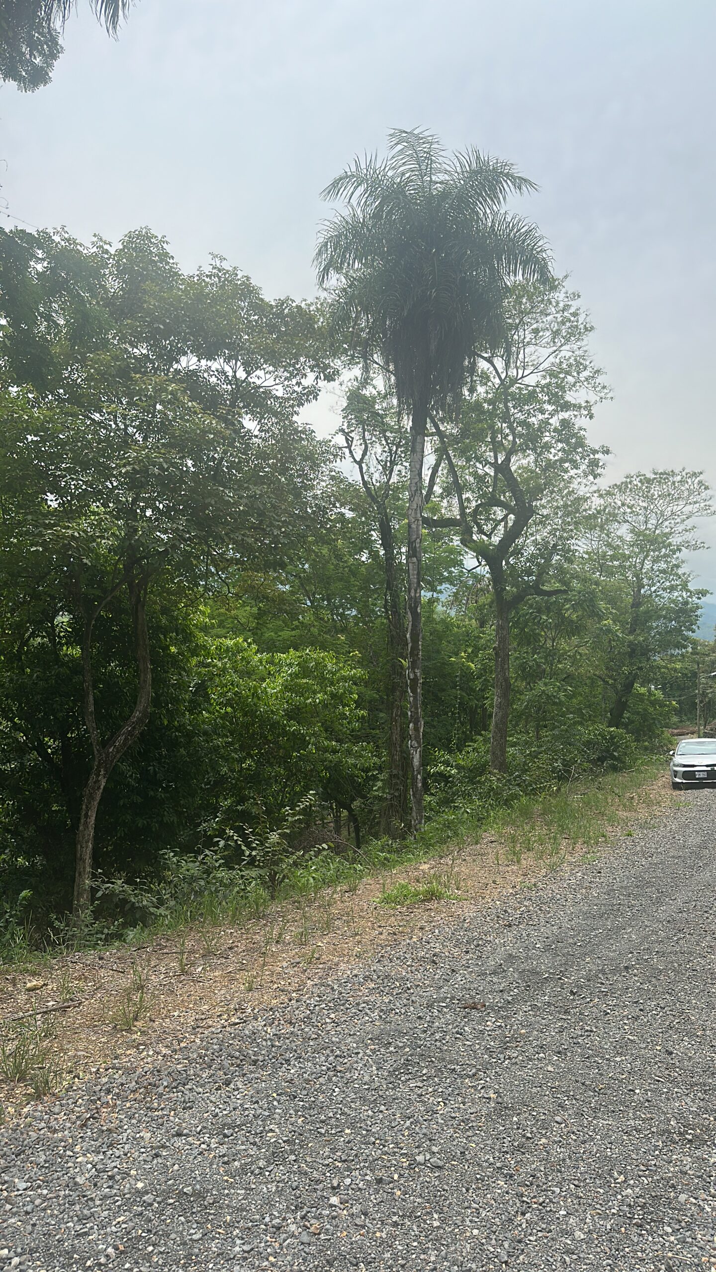 Residential Lot for Sale in Quintas Casa de Campo, Orotina – A Natural Retreat with Investment Potential